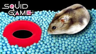 Hamster Squid Game Maze  for Pets in real life  Hamsterious [upl. by Blackman]