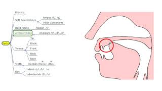 Ch 2  Phonetics and Phonology  Peter Roach [upl. by Aij]