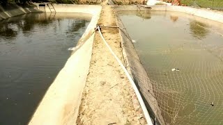 Pangasius Fish tank culture Pangasius Fish Farming Gauravs Fisheries [upl. by Dyer]