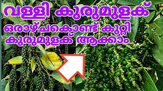 ഒരാഴ്ചകൊണ്ട് മുറ്റം നിറയെ കുറ്റി കുരുമുളക് തിങ്ങി നിറയും kutti kurumulaku krishi malayalam [upl. by Aicsile]