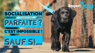 SOCIALISATION du CHIOT  Ce qu’on ne vous a JAMAIS expliqué [upl. by Nnylyma317]