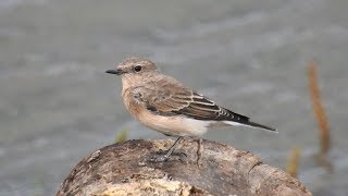 Eastern Blackeared Wheatear Fluke Hall Lancs 01092019 [upl. by Ramilahs984]