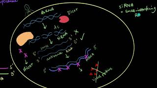 Mechanism of RNA Interference  Biotechnology and its Applications  Biology  Khan Academy [upl. by Bjork988]