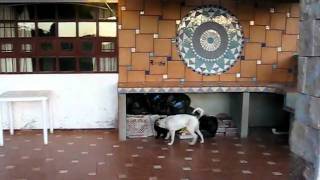 Dog and Cat Wrestling Manchas in white trunks vs Mr Fus in black [upl. by Sperling]