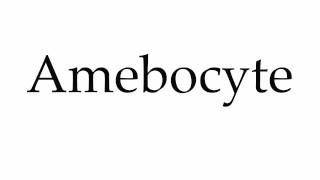 How to Pronounce Amebocyte [upl. by Giguere27]