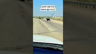 Enki laparwahin ko kia bologen app animals love cow hindisong [upl. by Nuhsal]