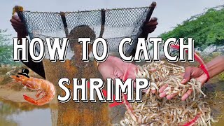 How to catch shrimp [upl. by Adnauq]