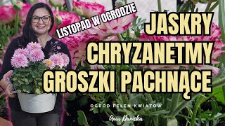 Vlog Szadzę jaskry i groszki pachnące  Przesadzam chryzantemy z donic do ogrodu  plus PREZENT [upl. by Pegg]