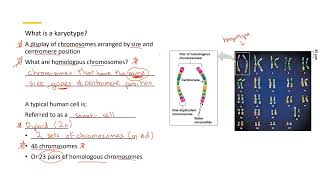 Karyotype 1 [upl. by Notsruht51]