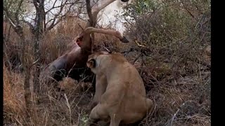 Monwana Lionesses hunted down a kudo  26 September 2024 [upl. by Onairam]