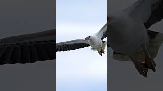 Whitebellied sea eagle gracefully turned back for a landing spot 👌 😱 birds wildlife eagle [upl. by Genny211]