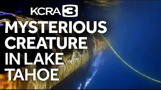 Mysterious creature spotted in depths of Lake Tahoe [upl. by Ebarta]