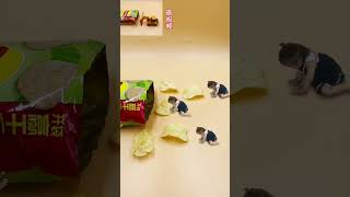 After eating these potato chips you owe 800 calories Stopmotion animation Its time to show [upl. by Newcomb]