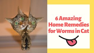 6 Amazing Home Remedies for Worms in Cat [upl. by Potts349]