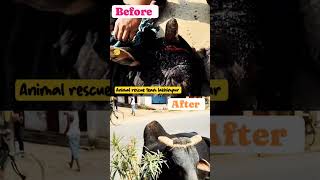 Animal rescue team lakhimpur animals shortvideo trending trendingshortscowvideostrendingvideo [upl. by Gabie]