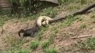 PYTHON SNAKE ALMOST EATS A DOG  NARROW ESCAPE [upl. by Arvy]