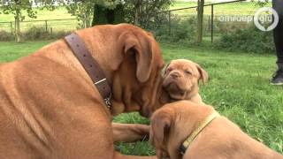 Bordeauxdog met 18 pups in Deest [upl. by Llenram]