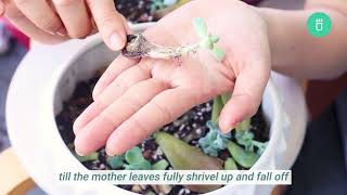 How to Propagate Succulents for Beginners  Best succulent propagation method for beginners [upl. by Aratas]