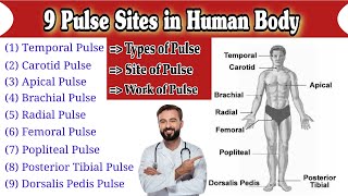 Pulse Site  Pulse Sites in Human Body [upl. by Candie145]