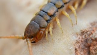 רבנדל ארסי  Megarian banded centipede Scolopendra cingulata [upl. by Nilkcaj892]