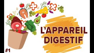 LAppareil Digestif  Santé 1  SVT Collège  Mathrix [upl. by Aihseuqram]