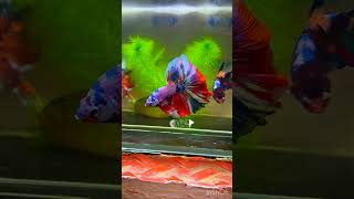 Hows this HALFMOON BETTA 🥰RED GALAXY MULTICOLOR 🥰❤️🤍💓💙❤️💙💜🤍💓💙❤️🥰 [upl. by Rundgren188]