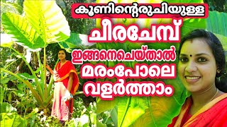 കൂണിന്റെ രുചിയുള്ള ചീരചേമ്പ് സുന്ദരിച്ചേമ്പ്  Cheerachembusundarichembu  colocasia esculenta [upl. by Norehs60]