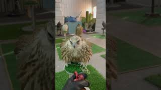 New bird training bird falcon eagle animals [upl. by Darom]