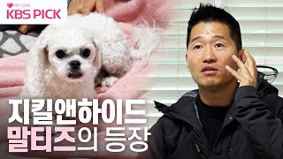 개는훌륭하다 순둥해졌다가 돌변하는 지킬 앤 하이드 犬 몰티즈 호야 🐶ㅣKBS 230206 방송 [upl. by Alacim]