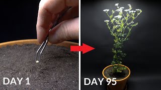 Growing CILANTRO Coriander Time Lapse  Seed To Flower [upl. by Godfry]