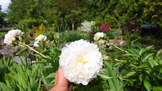 Early June Flowers Peonies Lupines Deutzia amp more Garden Tour [upl. by Acissehc258]