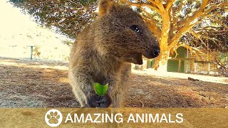 Adorable Quokka Smiling and Jumping At Camera [upl. by Varin]