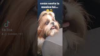 Sincronizzazione perfetta neiperte cane shitzu [upl. by Powe]