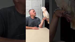 Tango Talk Anger Mood 🤬 🤬 🦜viralvideo video parrot shortvideos shortvideo shortsvideo [upl. by Pernell445]