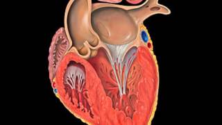 Disjonctor  Ventricule Gauche [upl. by Hannon]