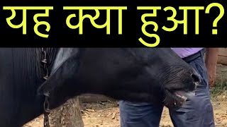 Drenching pneumonia in animals l symptoms amp treatment l naal se dava pilane ke nuksaan l dr umar kha [upl. by Upton722]