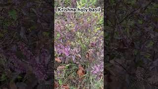 Krishna holy basil basil holybasil herbs plants [upl. by Ylatan]