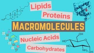 Macromolecules  Classes and Functions [upl. by Haonam]