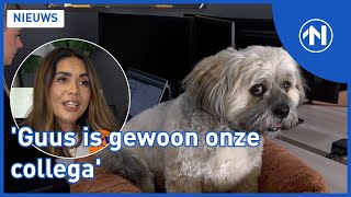 Hond GUUS heeft een FULLTIME contract op kantoor [upl. by Richella5]