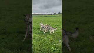 Saarloos Wolfhunde  Belle Amie mit Mom Enisha und Cousin Skjoll wolfhund wolfdogs [upl. by Sexton348]