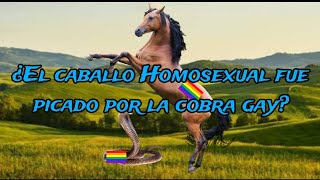 ¿El caballo homosexual de las montañas fue picado por la cobra gay [upl. by Dulcinea384]