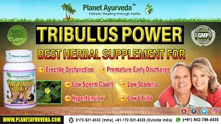 Tribulus terrestris Gokshura Herb Information Benefits amp Side Effects  Tribulus Power [upl. by Ennaeerb]