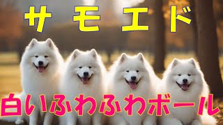 白いふわふわボール：【サモエド】犬の魅力 [upl. by Weed]