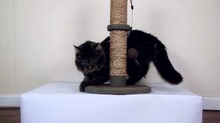 Cats Review Cat Toys [upl. by Ikin]