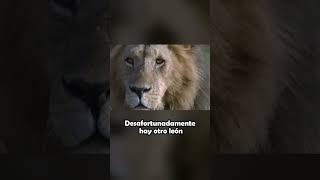 Mamá Guepardo se Enfrenta a Dos Leones shorts shortsanimales [upl. by Arimaj736]