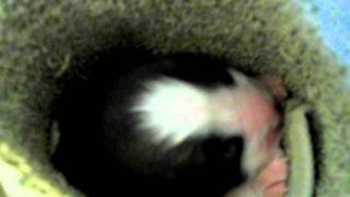 Adorable newborn puppy sounds [upl. by Delanos]