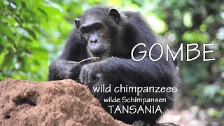 GOMBE  Wilde Schimpansen  wild chimpanzees  2014  TANSANIA [upl. by Andrey]