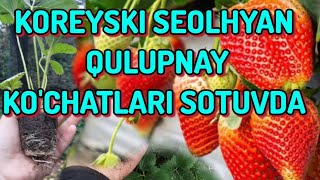 KOREYSKI SEOLHYAN QULUPNAY KOCHATLARI SOTILADI 998 94 360 00 69 [upl. by Anifur]