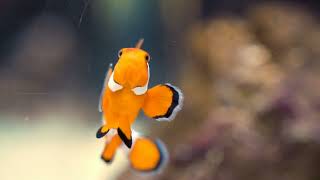 Clownfish  Sequential hermaphrodite BioMetaWorld bioworld biology lifescience [upl. by Remark591]