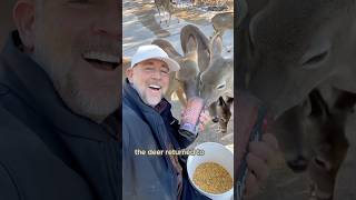 Becoming the deer herd’s free food supplyshorts animals deer fawn cute [upl. by Gifford]